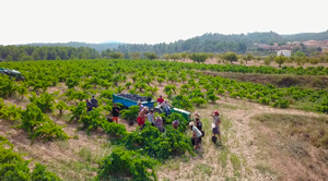 Bodegas Borraz