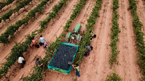 Bodegas Borraz