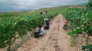 Bodegas Borraz