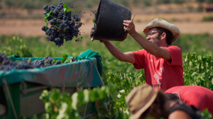 Bodegas Borraz