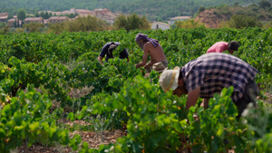 Bodegas Borraz