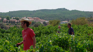 Bodegas Borraz